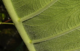 Alocasia puber, densely puberulent abaxial lower leaf blade, bright green glands in main veins axils, close up, Bukit Panchor, Penang, Malaysia