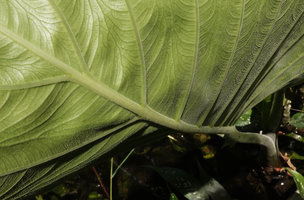 Alocasia puber, densely puberulent abaxial lower surface of leaf blade, bright green glands in main veins axils, Bukit Panchor, Penang, Malaysia
