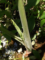 Alocasia puber, densely puberulent petiole, leaf sheath and abaxial lower surface of leaf blade, bright green glands on lower petiole and sheath, Bukit Panchor, Penang, Malaysia