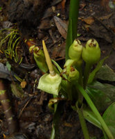 Alocasia inornata, inflorescence and maturing infructescences, Fraser&#039;s Hill, Malaysia