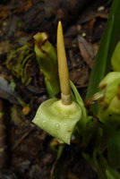 Alocasia puber, inflorescence, Fraser's Hill, Malaysia