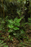 Alocasia inornata in forest understory habitat, Fraser&#039;s Hill, Malaysia