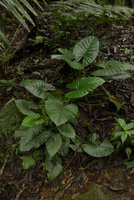 Alocasia inornata in habitat, Fraser&#039;s Hill, Malaysia