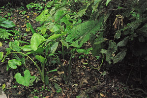 Alocasia puber in swampy habitat with synflorescences, Bukit Panchor, Penang, Malaysia