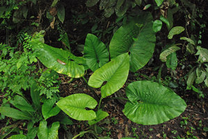 Alocasia puber in swampy low ground, Bukit Panchor, Penang, Malaysia