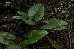 Alocasia inornata, leaves, Fraser&#039;s Hill, Malaysia