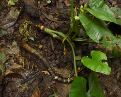 Alocasia inornata, old reclining green stem with successive basal remaining brown parts of leaf sheaths, Fraser&#039;s Hill, Malaysia