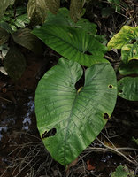 Alocasia puber, upper adaxial shiny and not puberulous leaf surface, narrow prominent main veins, Bukit Panchor, Penang, Malaysia