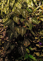 Alocasia reginula &#039;Black Velvet&#039; on the Vertical Garden, Sofitel Palm Jumeirah, Dubai