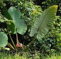 Alocasia robusta, characteristic glaucous leaf abaxial smooth surface, Danum Valley, Sabah, Borneo