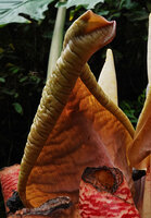 Alocasia robusta, upper spathe transparency, Danum Valley, Sabah, Borneo