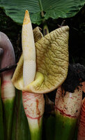 Alocasia robusta, wavy crinkled beige upper spathe and lower  white spathe with purple strikes around the erect spadix, Danum Valley, Sabah, Borneo