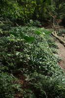 Alocasia sarawakensis and large expanses of Phymatarum borneense along a forest stream, Gunung Mulu NP, Sarawak, Borneo