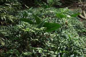 Alocasia sarawakensis and Phymatarum borneense along a forest stream, Gunung Mulu NP, Sarawak, Borneo