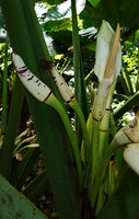 Alocasia sarawakensis, erect creamy white upper part of the spathe, Danum Valley, Sabah, Borneo