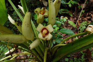 Alocasia sarawakensis, mature infructescences exposing the red berries, way to Danum Valley, Sabah, Borneo