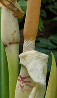 Alocasia sarawakensis, smooth white upper recurved spathes, synandrias and upper yellow sterile part of spadix, Danum Valley, Sabah, Borneo