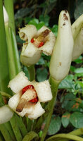 Alocasia sarawakensis, two mature infructescences, the lower part of the spathe opening like petals thus exposing the red berries, way to Danum Valley, Sabah, Borneo