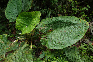 Alocasia sarawakensis, way to Danum Valley, Sabah, Borneo