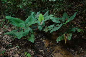 Alocasia scbriuscula, Sepilok FR, Sabah, Borneo