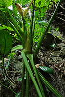 Alocasia sp. nov. B, base of the plant with long sheathing leaf bases, Phang Nga, Thailand