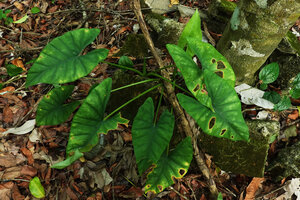 Alocasia sp. nov. B, leaves with deep sinus between posterior lobes, Phang Nga, Thailand