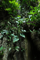 Alocasia sp. nov. B, mature individual on vertical karst with many leaves and inflorescences, Phang Nga, Thailand