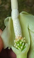 Alocasia sp. nov. B, mostly trilobate stigmas of female flowers and unusually swollen upper part of the male zone, Phang Nga, Thailand