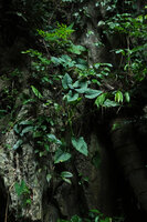Alocasia sp. nov. B on karst habitat, Phang Nga, Thailand