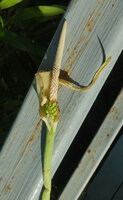 Alocasia sp. nov. B, spadix at male anthesis, Phang Nga, Thailand