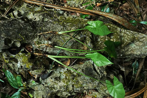 Alocasia sp. nov. B, stolons ending in tuberous apical part and producing first big leaves, Phang Nga, Thailand