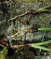 Alocasia sp. nov. B, upper part of stolons ending in a swollen tuberous part,producing few cataphylls before the foliage leaves, Phang Nga, Thailand