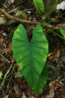Alocasia sp. nov. B, velvety leaf surface and deep sinus between posterior lobes, Phang Nga, Thailand