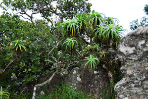 Aloe arborescens among boulders and thus protected from grazing and fires, Blyde River Canyon, Mpumalanga, South Africa