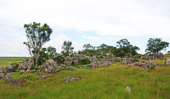 Aloe arborescens and Dicots trees and shrubs as relictual forest patch in savanna due to protection among rock boulders from grazing and fires, Blyde River Canyon, Mpumalanga, South Africa