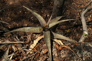 Aloe chabaudii, greyish brown white spotted form on rocks in dry forest understory, Mumbo Island, Lake Malawi NP