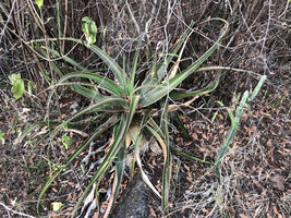 Aloe gilbertii in scrubland, Arba Minch, Ethiopia