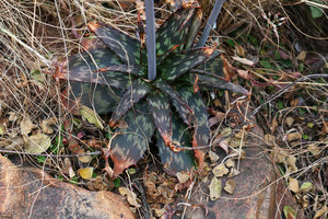 Aloe greatheadii with brown leaves and green spots in its native dry forest understory, Walter Sisulu Bot. Gard., Johannesburg