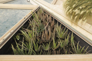 Aloe sp., KAFD Conference Center, Riyadh, Saudi Arabia