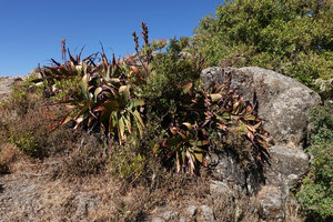 Aloe steudneri, clump of creeping stems on rocky outcrop, Simien NP, 3200 m asl, Ethiopia
