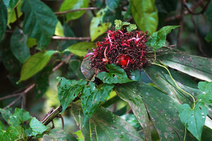 Alpinia calycodes, inflorescence, Ndabou, 500 m asl, Arfak Mts, West Papua