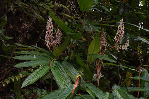 Alpinia cf. aquatica, branched inflorescences, Waimital, Kairatu, Seram, Moluccas