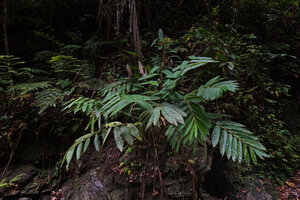 Alpinia cf. aquatica, flowering clump on a rock just above a forest stream, Waimital, Kairatu, Seram, Moluccas