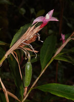 Alpinia arfakensis, a light purple flower form with red calyx and cylindrical young fruit at the top of a long flattened peduncle, Anggi Lakes, 2000 m asl, Arfak Mts, West Papua