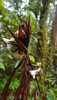 Alpinia arfakensis, branched inflorescence with brown quite involucral bracts and bracteoles and two flowers, Kwau, Arfak Mts, 1600 m asl, West Papua