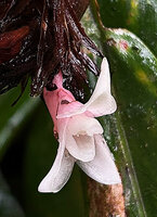 Alpinia arfakensis, cucullate hooded petal lobes, stigma bending sown from top of the stamen, Kwau, Arfak Mts, 1600 m asl, West Papua