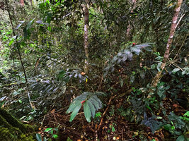 Alpinia domatifera, flowering climp in forest understory, Kwau, Arfak Mts, 1600 m asl, West Papua