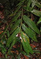 Alpinia arfakensis, inflorescence with clutered brown bracts and two white flowers, Kwau, Arfak Mts, 1600 m asl, West Papua