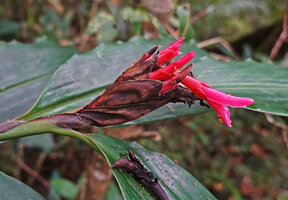 Alpinia domatifera, involucral brown bracts and pink flowers, Kwau, Arfak Mts, 1600 m asl, West Papua
