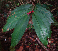 Alpinia domatifera, leaves and terminal inflorescence, Kwau, Arfak Mts, 1600 m asl, West Papua